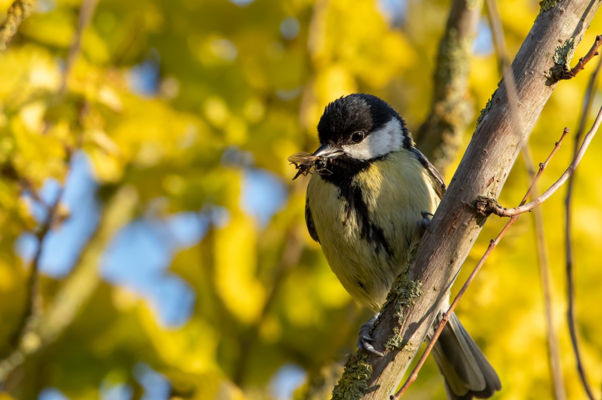 Eerste jaar als&nbsp;vogelaar